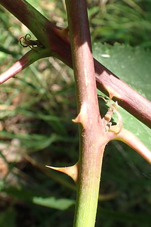 Rubus perperus / Deficient Bramble, D Baunatal-Altenritte 29.7.2020