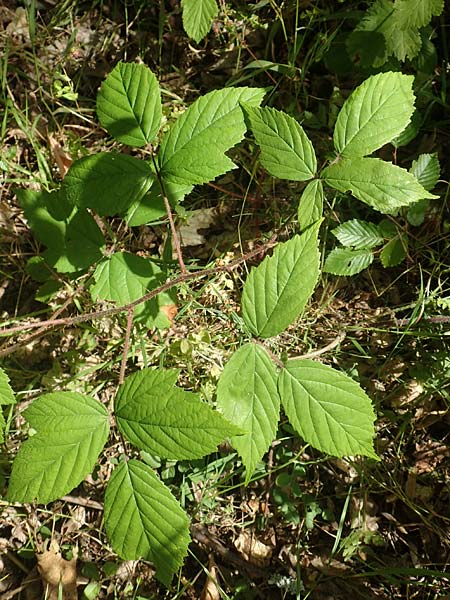 Rubus pallidus \ Bleiche Brombeere / Pale Bramble, D Schenklengsfeld-Erdmannrode 29.7.2020