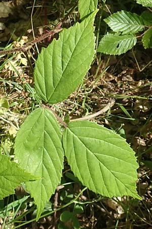 Rubus pallidus \ Bleiche Brombeere / Pale Bramble, D Schenklengsfeld-Erdmannrode 29.7.2020