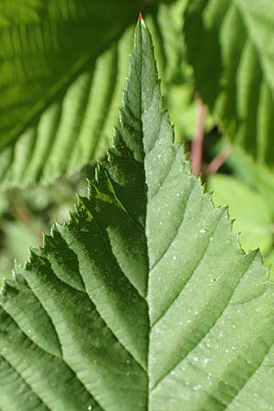Rubus plicatus \ Falten-Brombeere / Plicate Bramble, D Fulda 30.7.2020