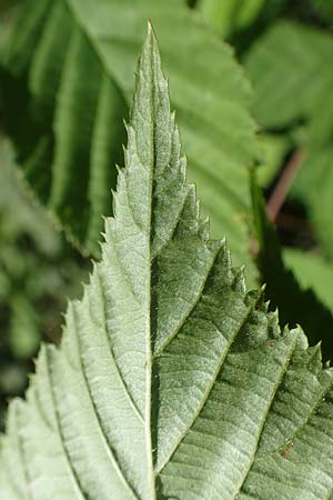 Rubus plicatus \ Falten-Brombeere / Plicate Bramble, D Fulda 30.7.2020