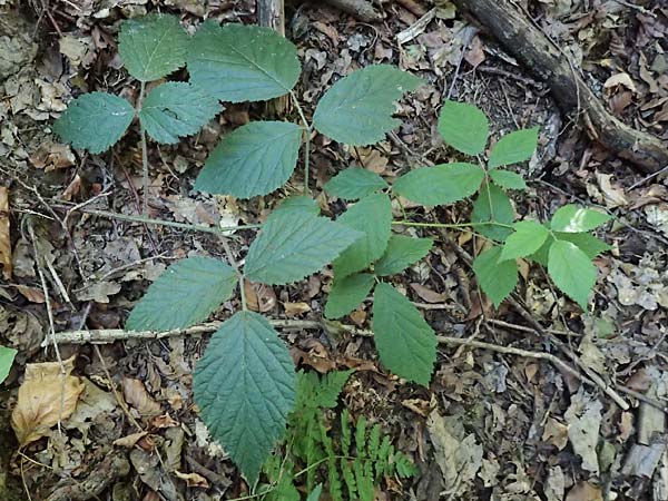 Rubus pannosus \ Dichtfilzige Brombeere, Pelzige Brombeere, D Gedern-Oberseemen 30.7.2020