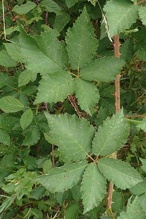 Rubus pericrispatus \ Wellige Brombeere, D Odenwald, Rimbach 27.8.2020