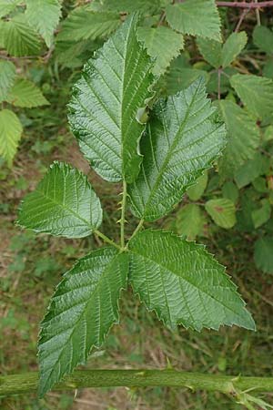 Rubus pericrispatus \ Wellige Brombeere / Undulate Bramble, D Odenwald, Rimbach 27.8.2020