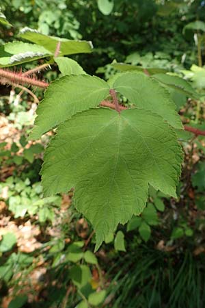 Rubus phoenicolasius \ Japanische Weinbeere, Rotborstige Himbeere / Wine Raspberry, D Bensheim 4.9.2020
