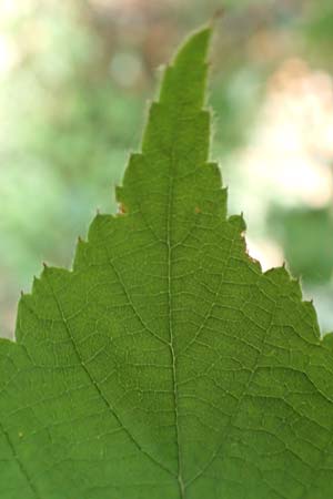 Rubus phoenicolasius \ Japanische Weinbeere, Rotborstige Himbeere, D Bensheim 4.9.2020