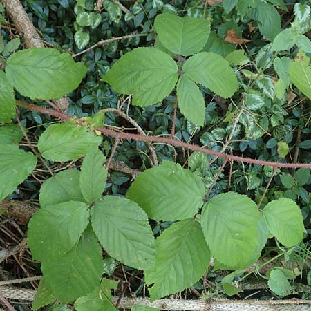Rubus perlongus \ Überlange Brombeere, D Rhön, Schmalnau 8.9.2020