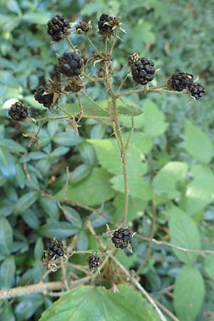 Rubus perlongus \ Überlange Brombeere, D Rhön, Schmalnau 8.9.2020