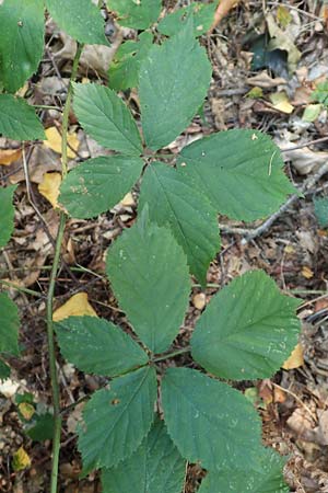 Rubus pyramidalis \ Pyramiden-Brombeere / Pyramidal Bramble, D Krickenbecker Seen 10.9.2020