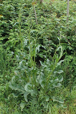 Rumex patientia / Garden Dock, D Mannheim 13.5.2021