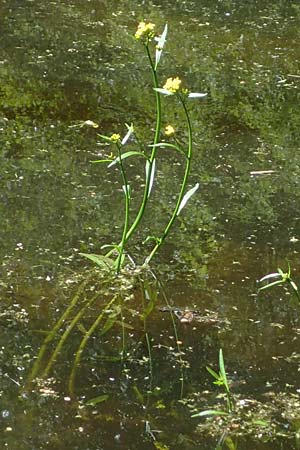 Rorippa amphibia / Great Yellow-Cress, D Groß-Gerau 29.5.2021