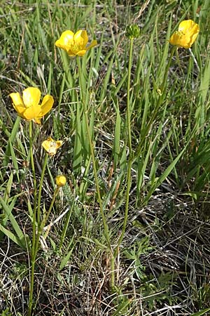 Ranunculus polyanthemos \ Vielbltiger Hahnenfu / Multiflowered Buttercup, D Thüringen, Kölleda 9.6.2022