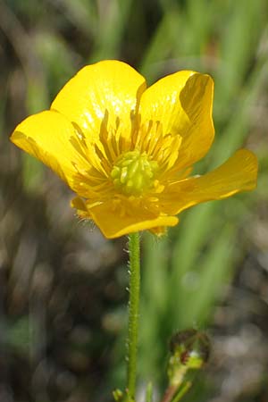 Ranunculus polyanthemos \ Vielbltiger Hahnenfu / Multiflowered Buttercup, D Thüringen, Kölleda 9.6.2022