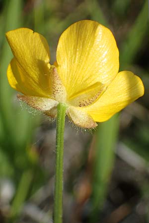 Ranunculus polyanthemos \ Vielbltiger Hahnenfu / Multiflowered Buttercup, D Thüringen, Kölleda 9.6.2022