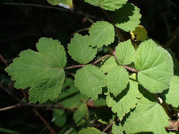 Rubus phoenicolasius \ Japanische Weinbeere, Rotborstige Himbeere, D Bensheim 26.6.2022