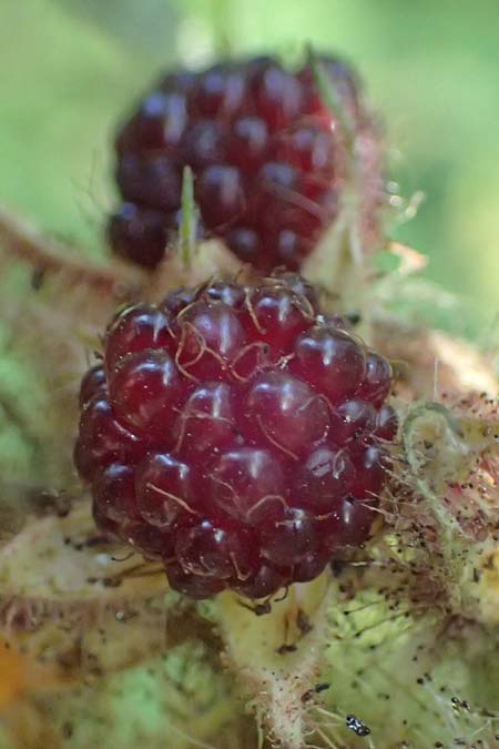 Rubus phoenicolasius \ Japanische Weinbeere, Rotborstige Himbeere / Wine Raspberry, D Bensheim 20.7.2022