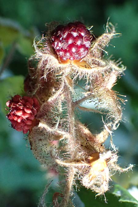 Rubus phoenicolasius \ Japanische Weinbeere, Rotborstige Himbeere / Wine Raspberry, D Bensheim 20.7.2022