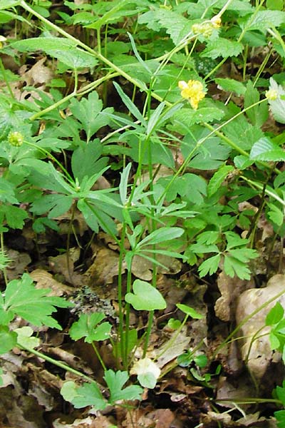 Ranunculus geraniiformis \ Storchschnabelartiger Gold-Hahnenfu, D Werneck 9.5.2015