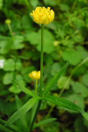 Ranunculus geraniiformis \ Storchschnabelartiger Gold-Hahnenfu, D Werneck 9.5.2015