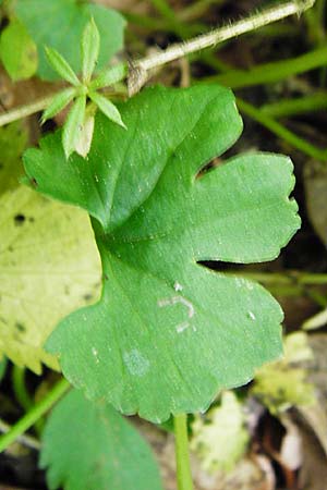 Ranunculus geraniiformis \ Storchschnabelartiger Gold-Hahnenfu, D Werneck 9.5.2015