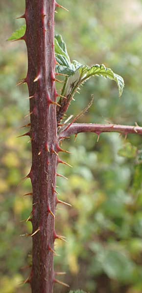 Rubus specJ ? \ Brombeere / Bramble, D Herne 27.7.2019