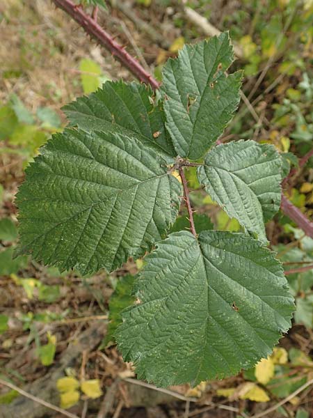 Rubus specJ ? \ Brombeere, D Herne 27.7.2019