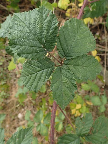 Rubus specJ ? \ Brombeere / Bramble, D Herne 27.7.2019