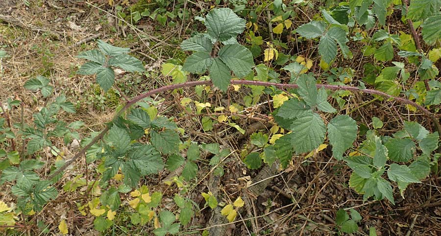 Rubus specJ ? \ Brombeere / Bramble, D Herne 27.7.2019