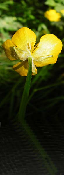 Ranunculus repens \ Kriechender Hahnenfuß / Creeping Buttercup, D Hockenheim 10.5.2015