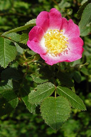 Rosa rubiginosa \ Wein-Rose, D Wurmlingen 3.6.2015