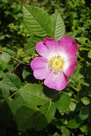 Rosa rubiginosa \ Wein-Rose / Sweet Briar, D Wurmlingen 3.6.2015