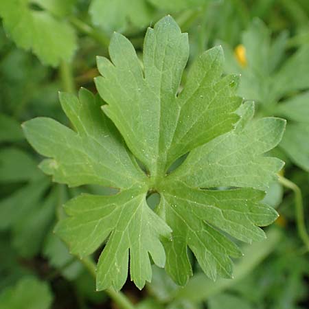 Ranunculus ripuaricus \ Ripuarier-Gold-Hahnenfu / Ripuarian Goldilocks, D Bonn Petersberg 23.4.2017