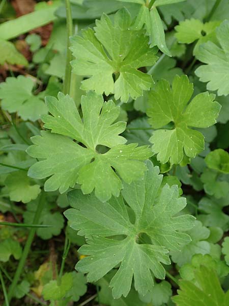 Ranunculus ripuaricus \ Ripuarier-Gold-Hahnenfu / Ripuarian Goldilocks, D Bonn Petersberg 23.4.2017