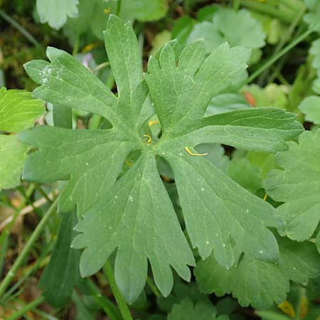 Ranunculus ripuaricus \ Ripuarier-Gold-Hahnenfu / Ripuarian Goldilocks, D Bonn Petersberg 23.4.2017