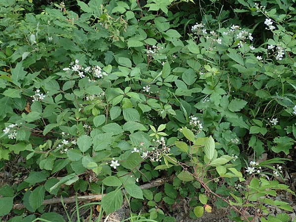 Rubus rudis \ Raue Brombeere / Rough Bramble, D Frankfurt-Schwanheim 15.6.2019