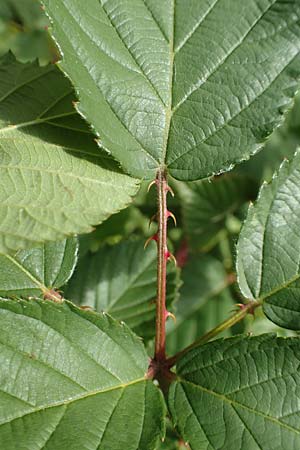 Rubus radula \ Raspel-Brombeere, D Karlsruhe 14.8.2019