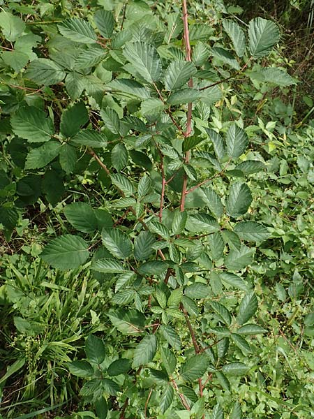 Rubus radula \ Raspel-Brombeere / File-Stemmed Bramble, D Karlsruhe 14.8.2019