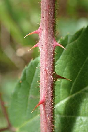 Rubus radula \ Raspel-Brombeere, D Karlsruhe 14.8.2019