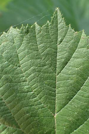 Rubus rotundifoliatus \ Rundblttrige Haselblatt-Brombeere / Round-Leaved Bramble, D Karlsruhe 18.8.2019