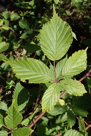 Rubus radula \ Raspel-Brombeere / File-Stemmed Bramble, D Karlsruhe 14.8.2019