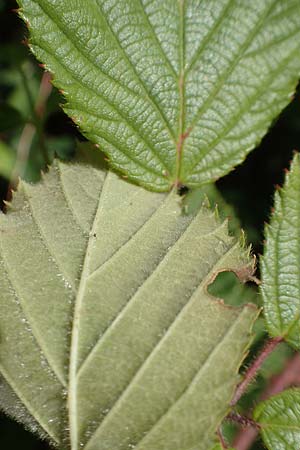 Rubus radula \ Raspel-Brombeere, D Karlsruhe 14.8.2019