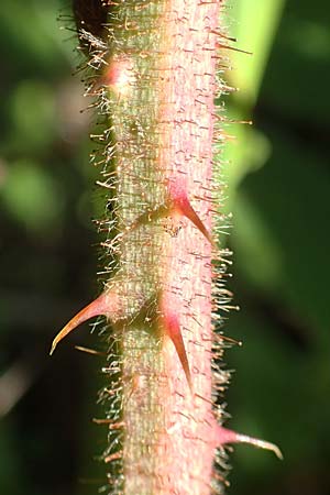 Rubus radula \ Raspel-Brombeere / File-Stemmed Bramble, D Karlsruhe 14.8.2019