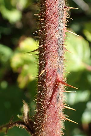 Rubus radula \ Raspel-Brombeere, D Karlsruhe 14.8.2019