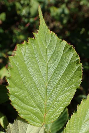 Rubus radula \ Raspel-Brombeere / File-Stemmed Bramble, D Karlsruhe 14.8.2019