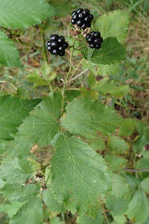 Rubus godronii \ Godrons Brombeere, D Eggenstein-Leopoldshafen 18.8.2019