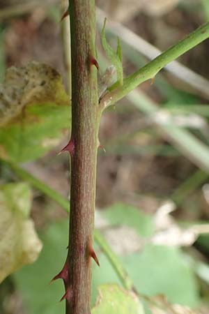 Rubus rhombicus \ Rhombische Haselblatt-Brombeere, D Karlsruhe-Grötzingen 20.8.2019