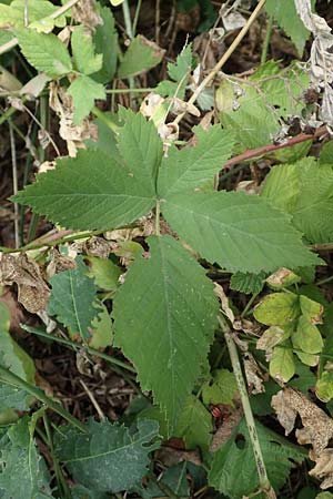 Rubus rhombicus \ Rhombische Haselblatt-Brombeere / Rhombic Bramble, D Karlsruhe-Grötzingen 20.8.2019