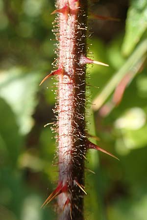 Rubus radula \ Raspel-Brombeere, D Karlsruhe 31.8.2019