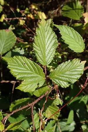 Rubus radula \ Raspel-Brombeere, D Karlsruhe 31.8.2019