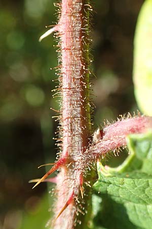 Rubus radula \ Raspel-Brombeere, D Karlsruhe 31.8.2019
